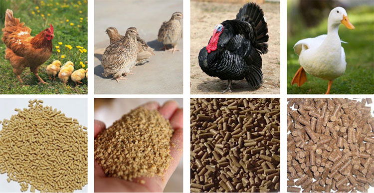 How To Make Feed Pellets For Animal And Poultry?