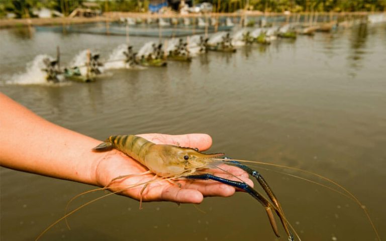 What Are Some Of The Economic Benefits Of Using Shrimp Feed Pellet Machines?