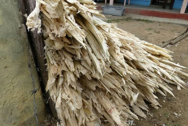 bagasse waste