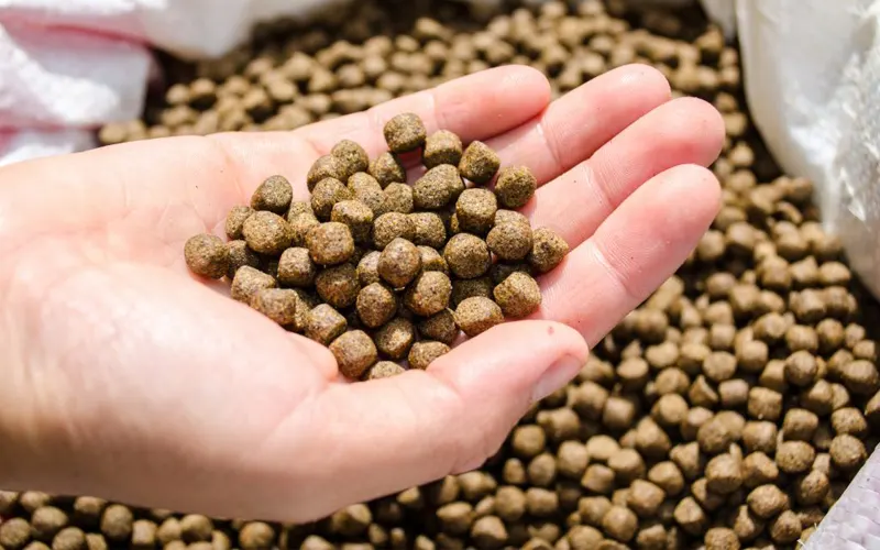finished floating fish feed pellets made by fish feed extrusion machine